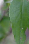 Common blue wood aster